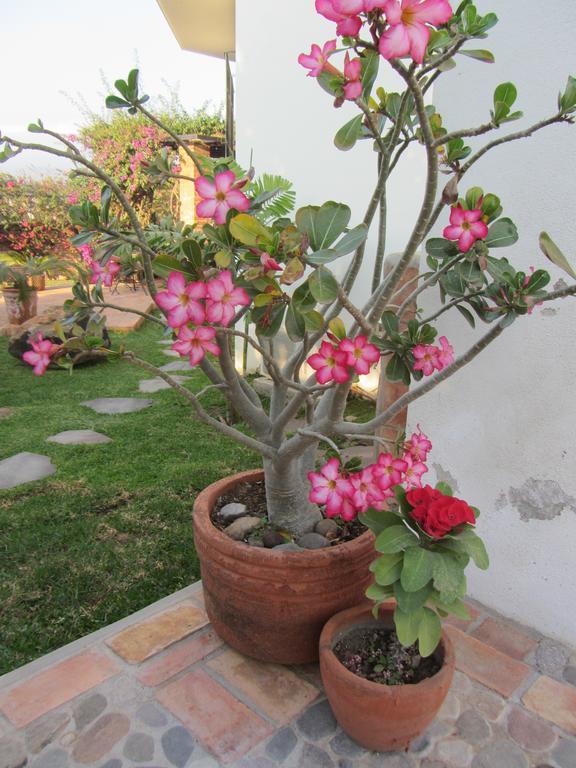 La Colorada Bed and Breakfast Zacualpan Esterno foto